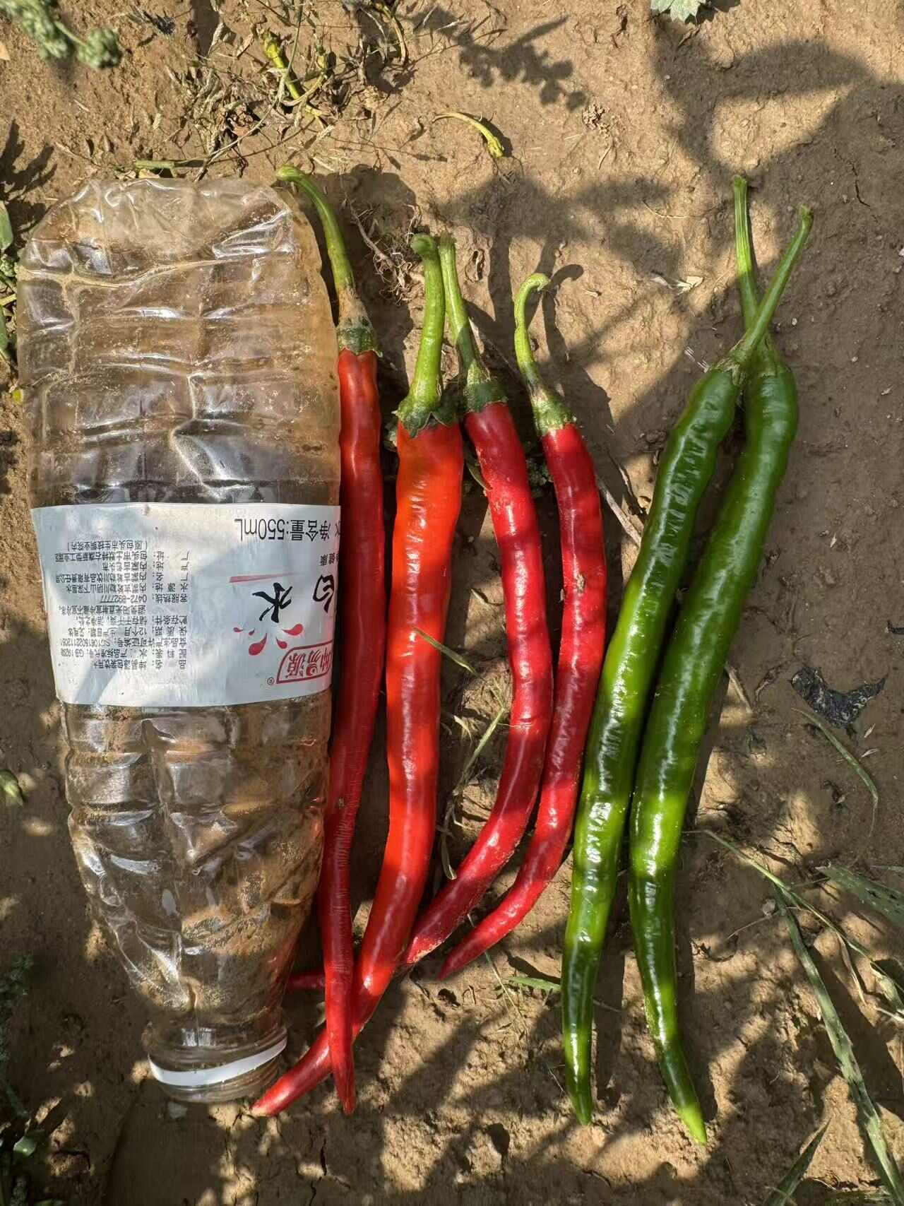 现货：线椒7号跟3号红绿都有，还有小米辣，朝天椒，一万多亩