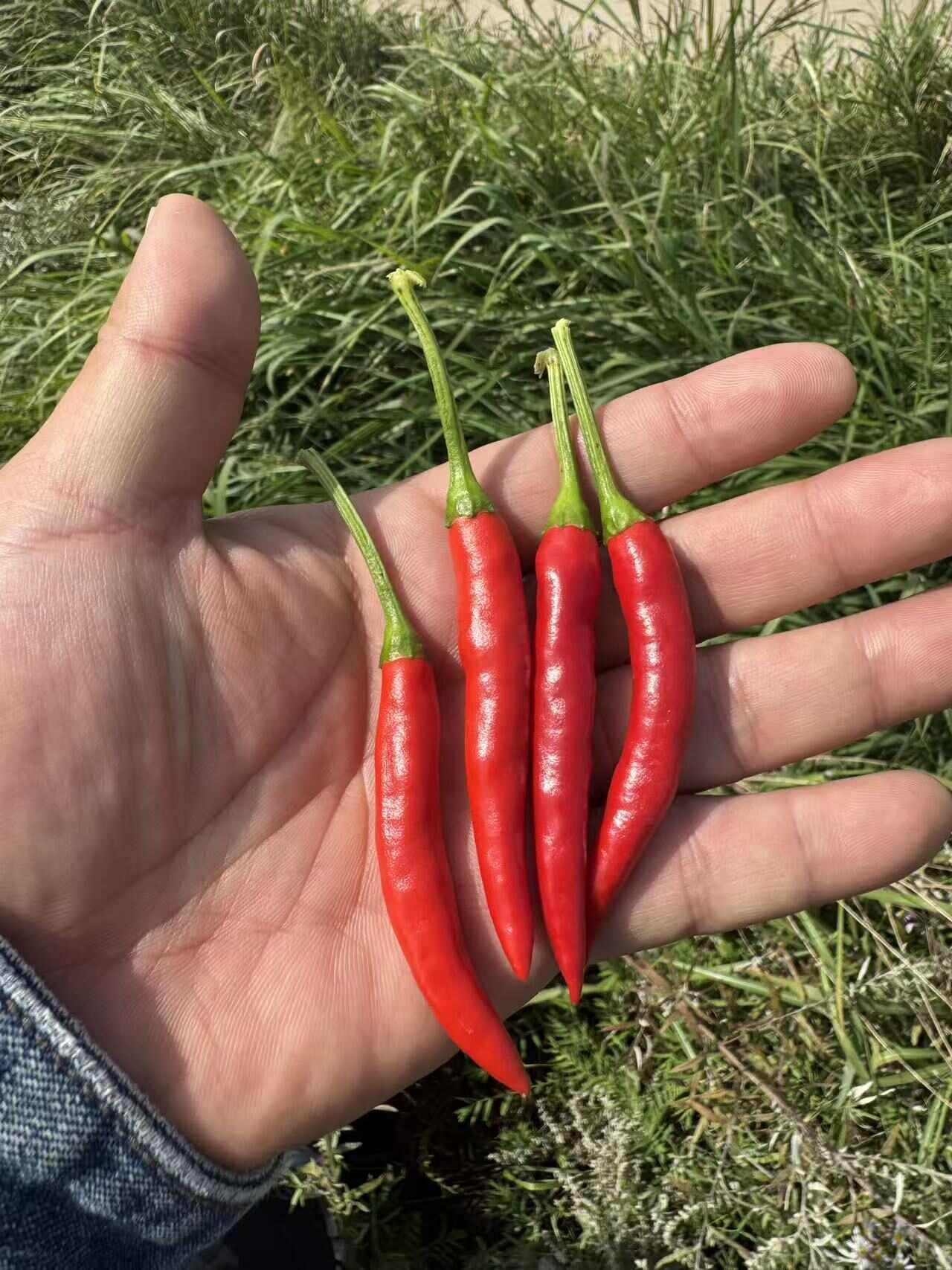 现货：线椒7号跟3号红绿都有，还有小米辣，朝天椒，一万多亩