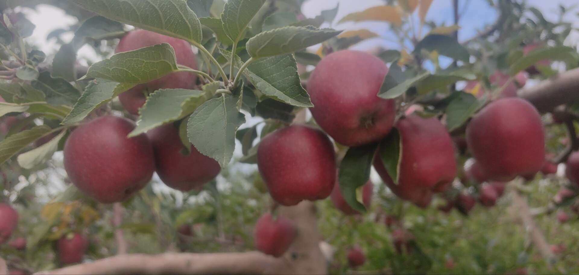 甘肃陇南礼县花牛苹果 新鲜水果