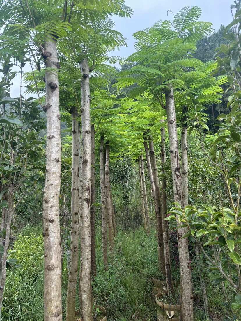 凤凰木5-13公分！