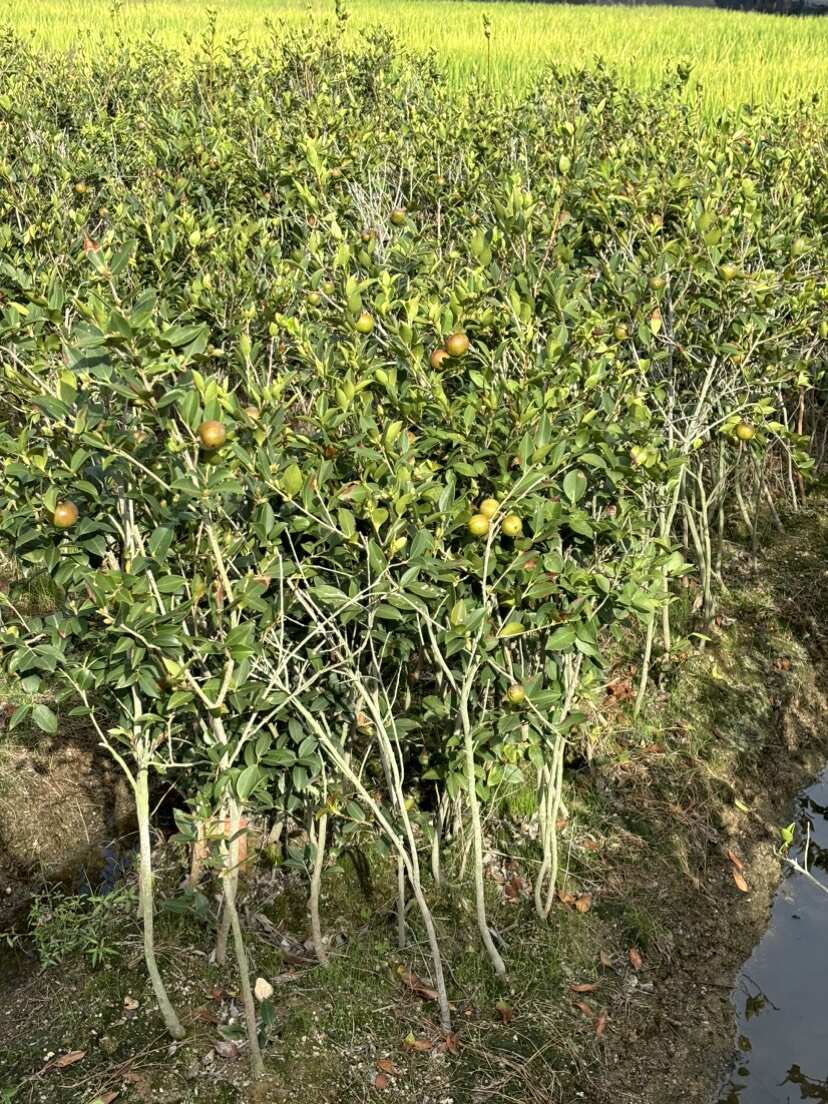 湘林210五年嫁接大杯苗，带果发货，易管理好成活