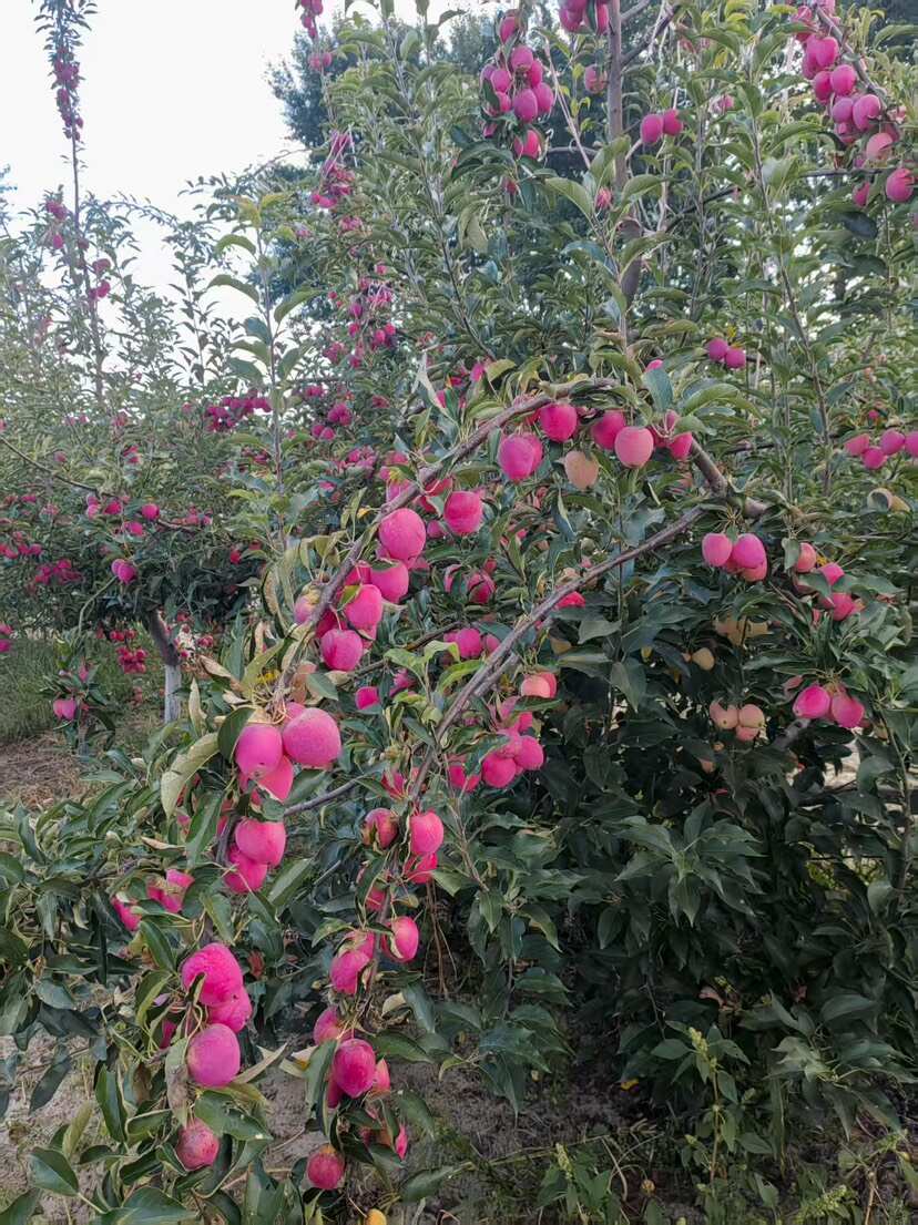 通辽沙土地鸡心果，甜度高,水分充足