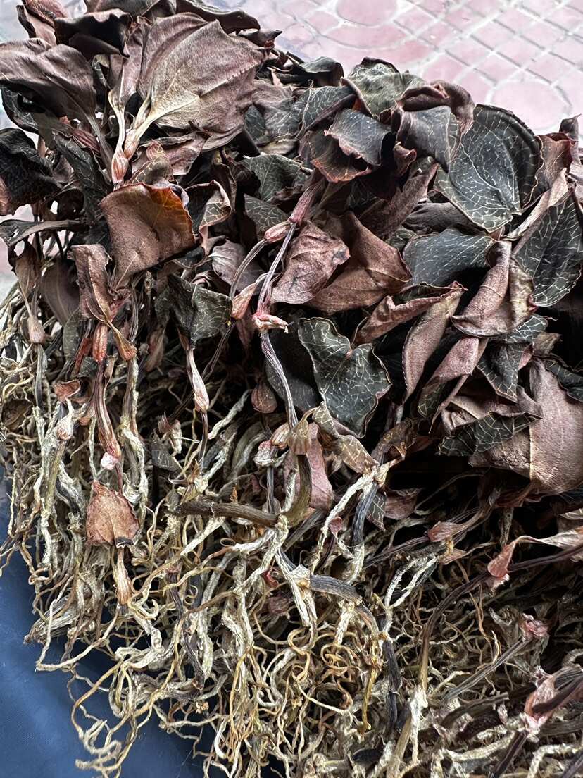林下种植金线莲，种植18个月开花金线莲干品，大量批发
