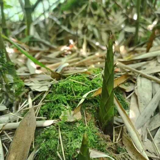 宝兴县雅安宝兴高山野竹笋，熊猫同款口粮，有需要的老板可预订