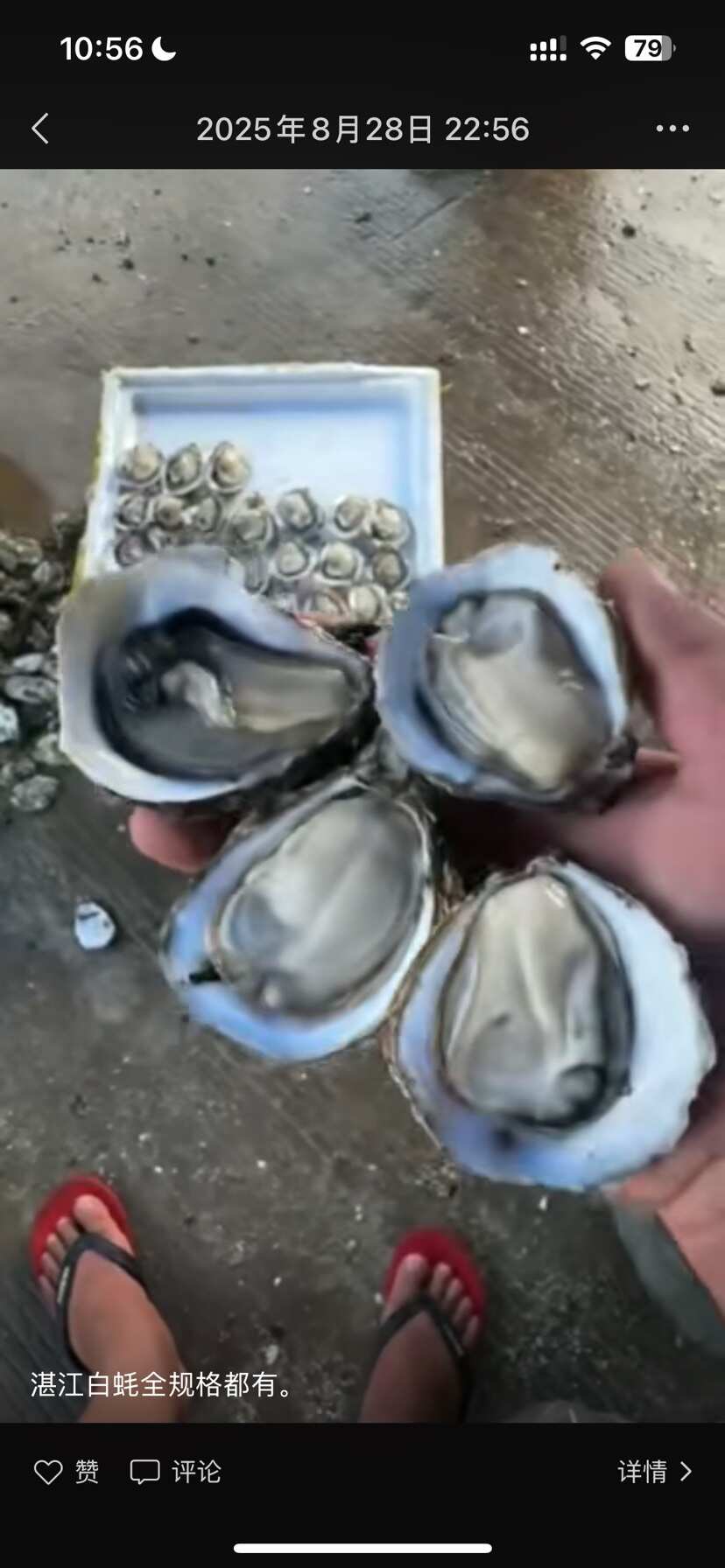 湛江生蚝 乳山三倍体