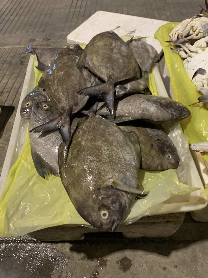 浙江绍兴上虞白鲳鱼鲜活水产食用鱼类批发