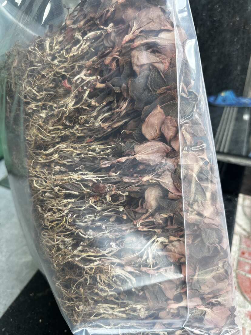 林下种植金线莲，种植18个月开花金线莲干品，大量批发