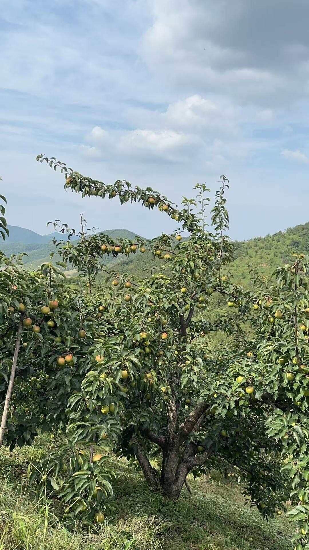 苹果梨