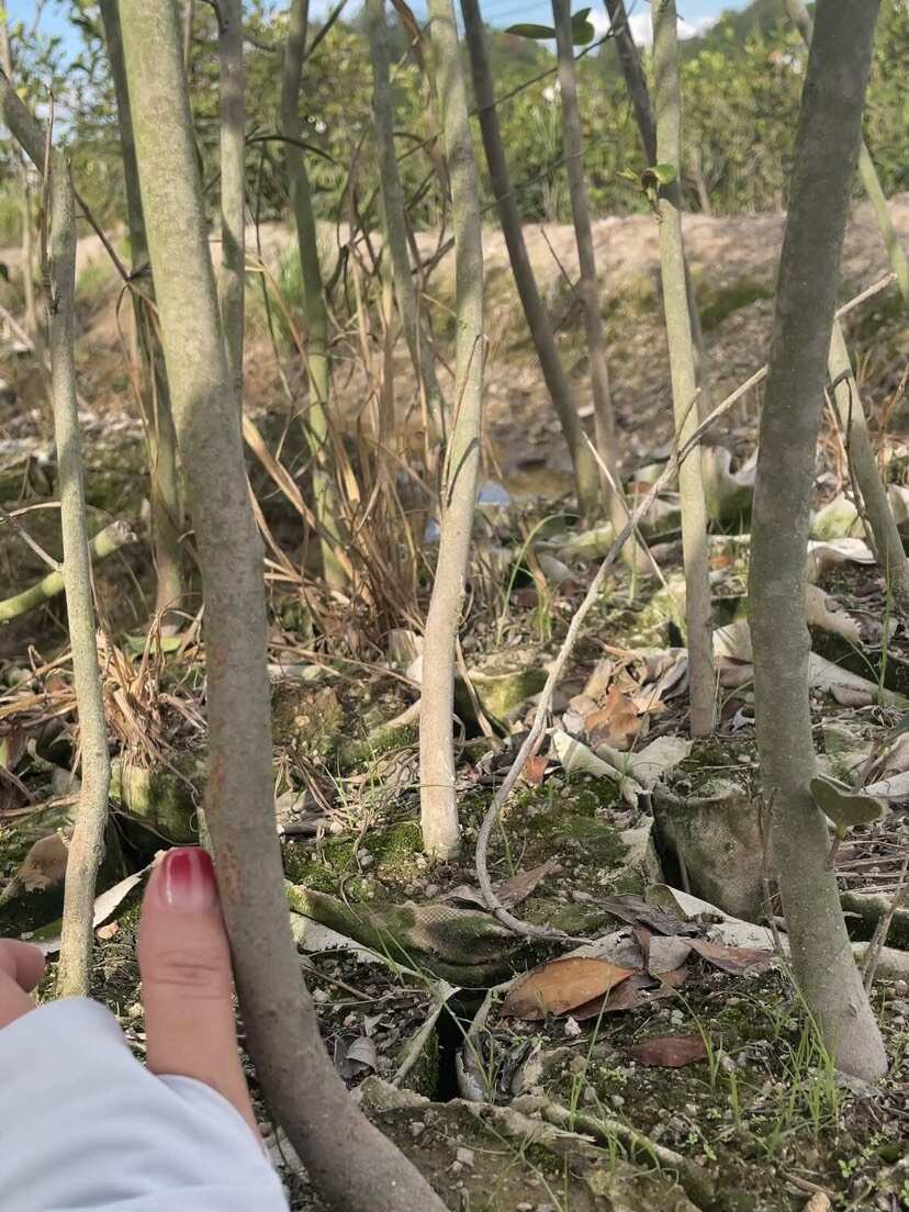 湘林210五年嫁接大杯苗，带果发货，易管理好成活