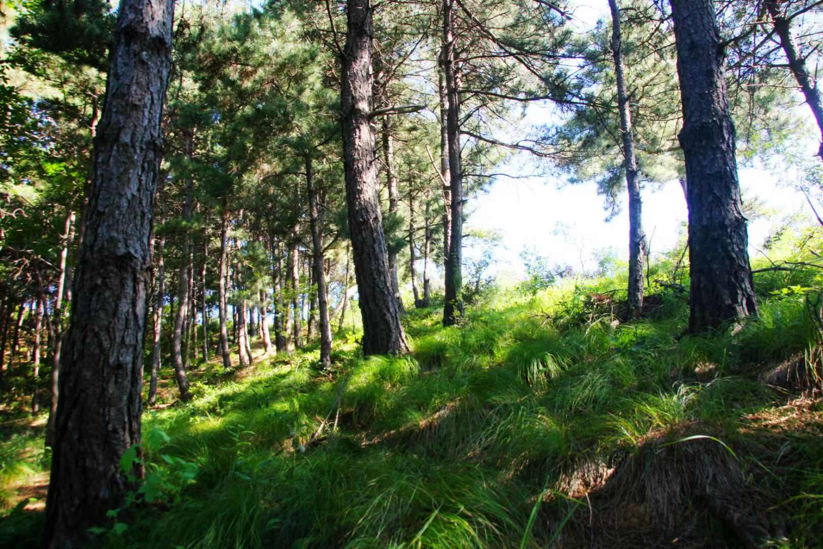 林地、土地、民居流转
