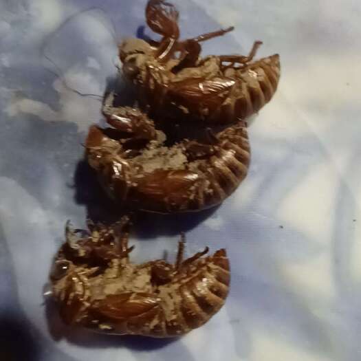 盈江县云南盈江优质蝉蜕中药材天然干燥蝉衣虫蜕蝉壳药用原料批发