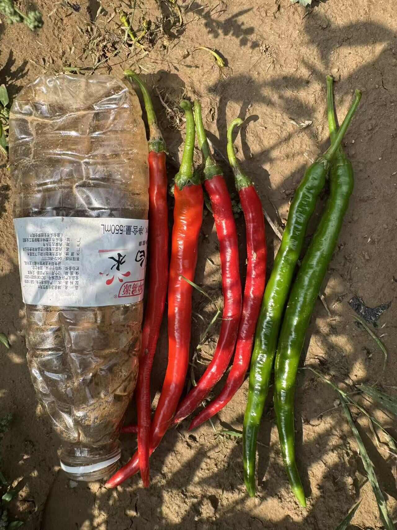 现货：线椒7号跟3号红绿都有，还有小米辣，朝天椒，一万多亩