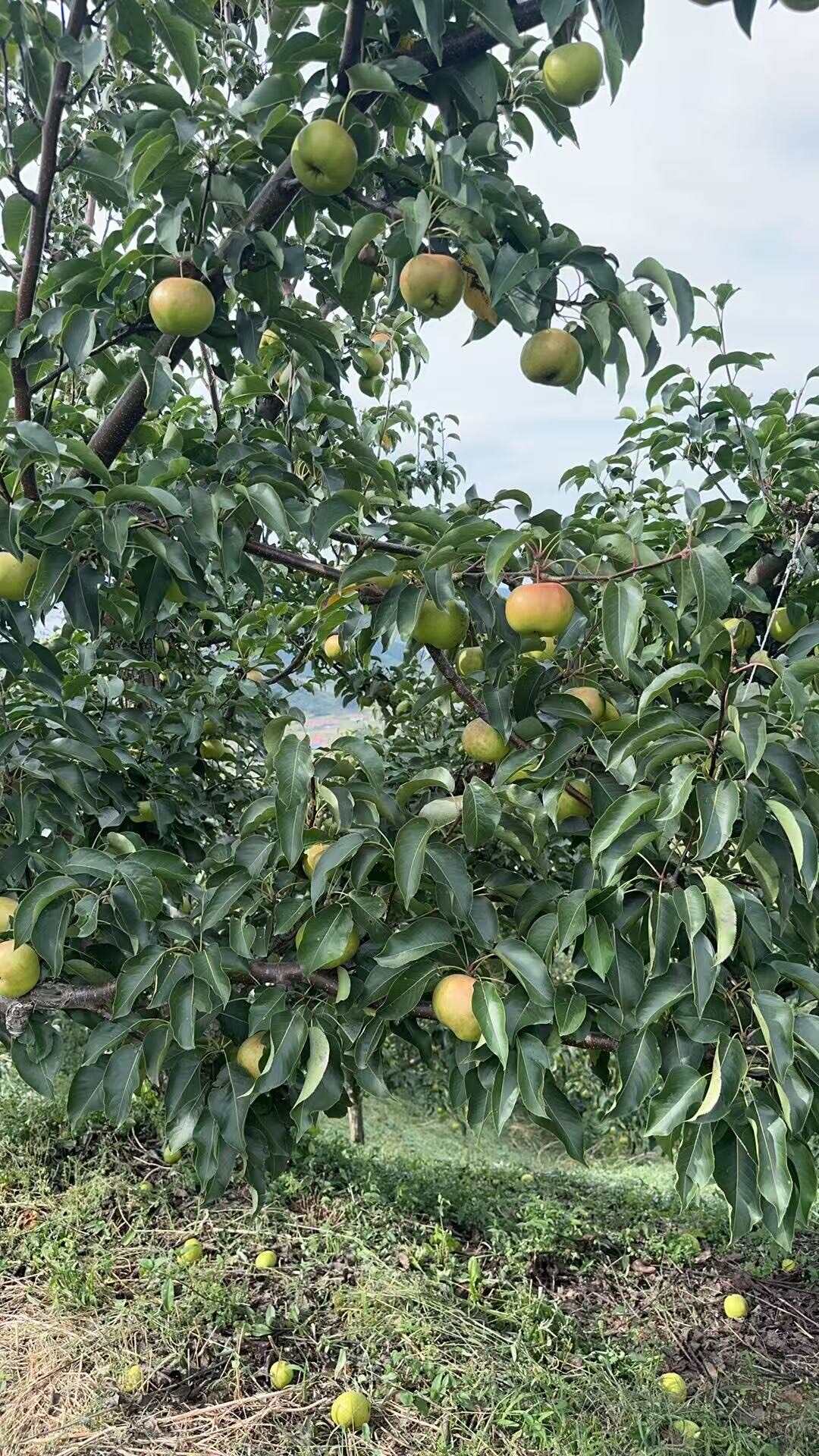 苹果梨