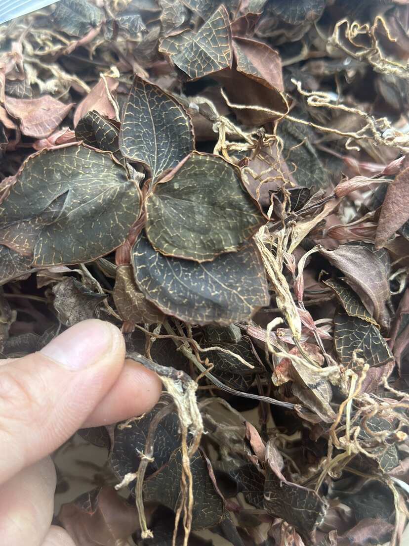 林下种植金线莲，种植18个月开花金线莲干品，大量批发
