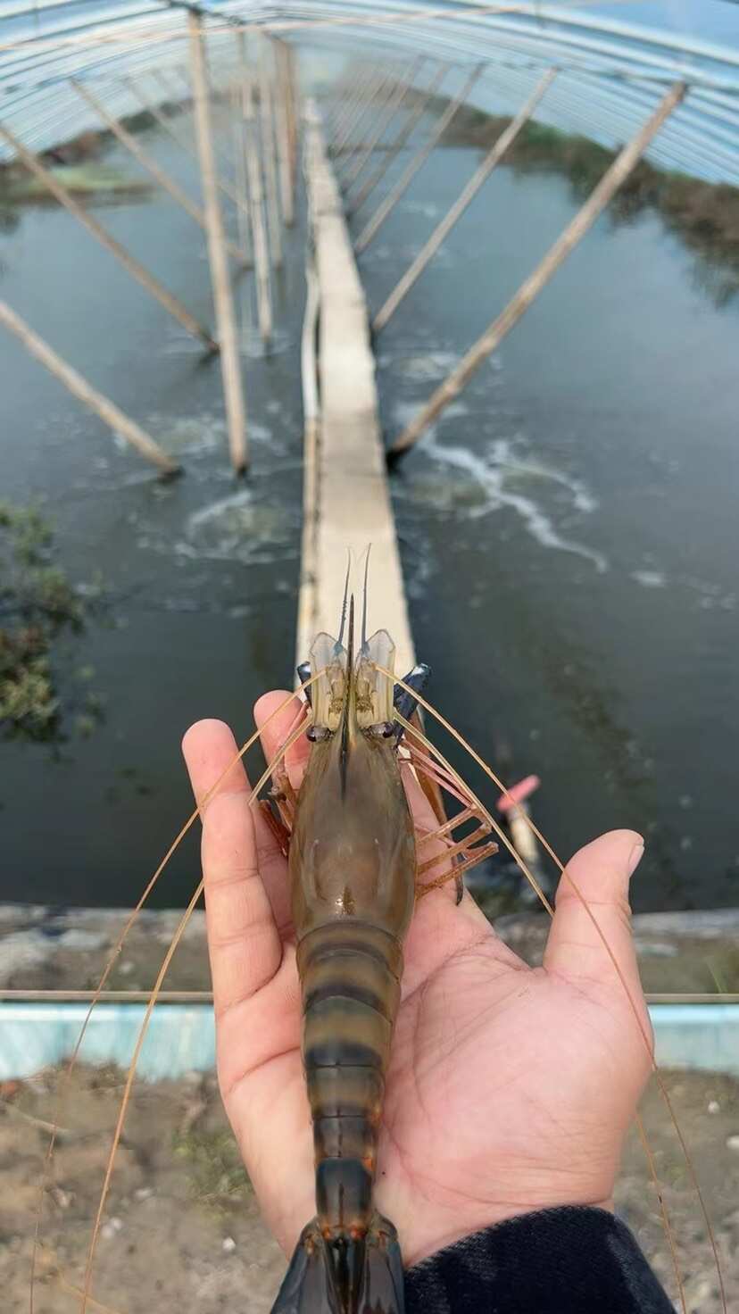 如东县精品鲜活罗氏虾沼虾大头虾海鲜生鲜大虾温棚反季节大规格水产产地