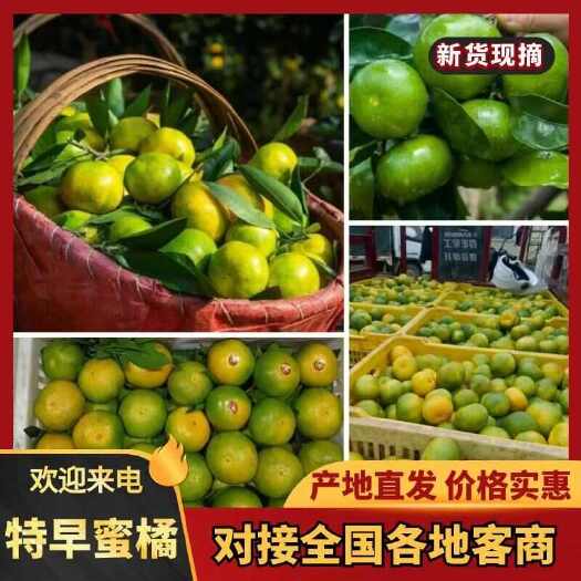 江永县早熟蜜橘 普早蜜橘 金秋砂糖橘 湖南蜜橘 回龙圩蜜橘