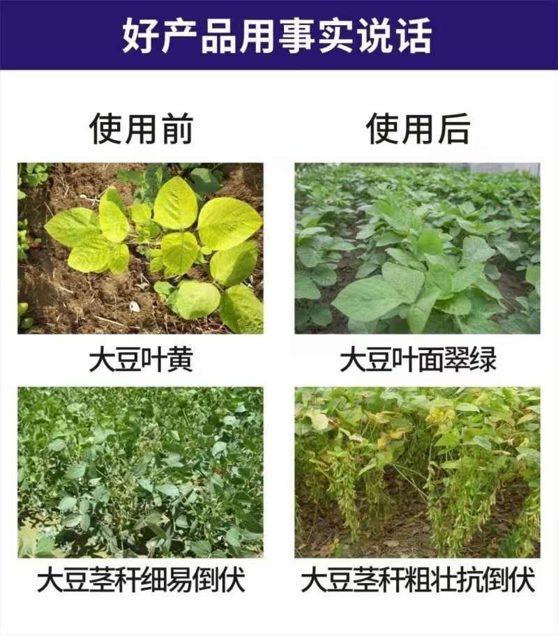 豆蛋丰腐殖酸水溶肥大豆五叶以上用根粗根壮熬合肥