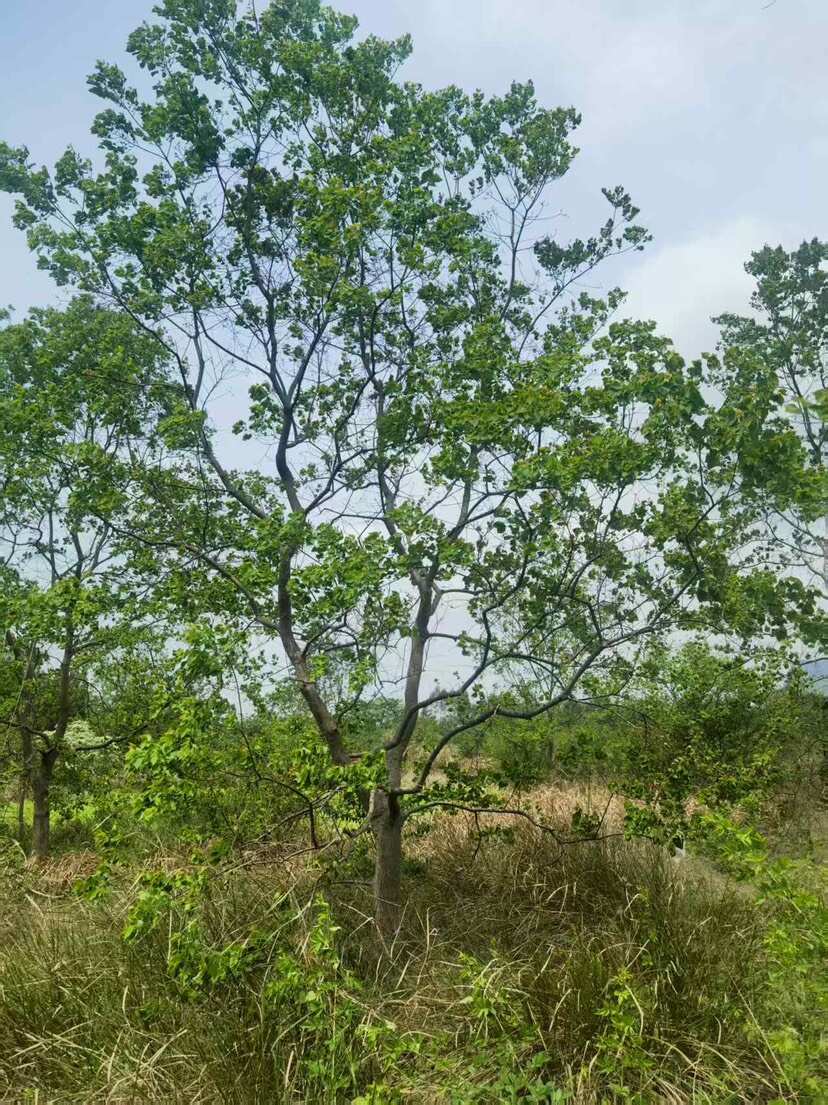 乌桕大量供应，原地苗，假植苗都有。10公分到30公分规格不等