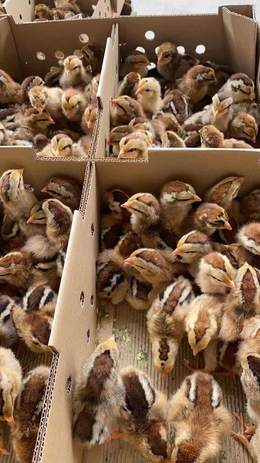 快大型麻黄鸡k9鸡苗粗脚杆快大黄鸡苗~州注射疫苗发货