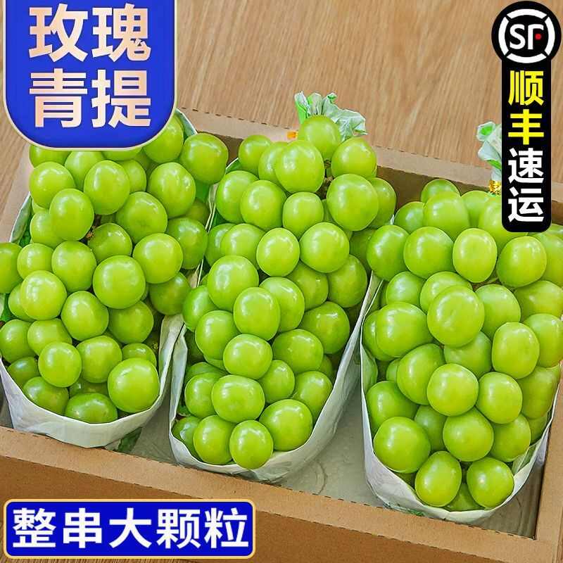 5斤现摘阳光玫瑰葡萄新鲜晴王青提当季水果水晶提子