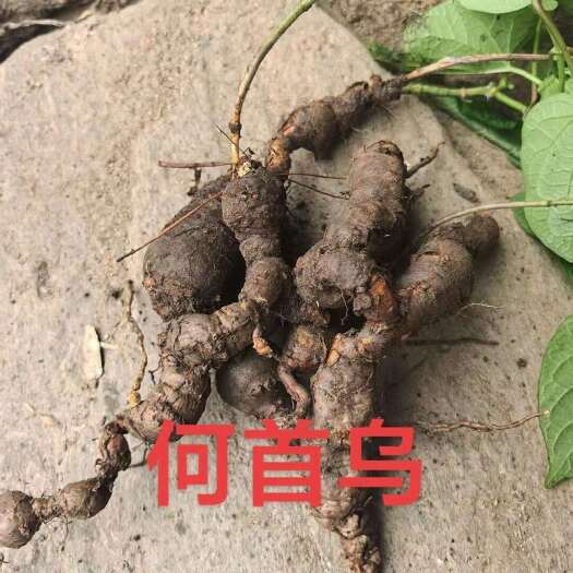 湛江何首乌干