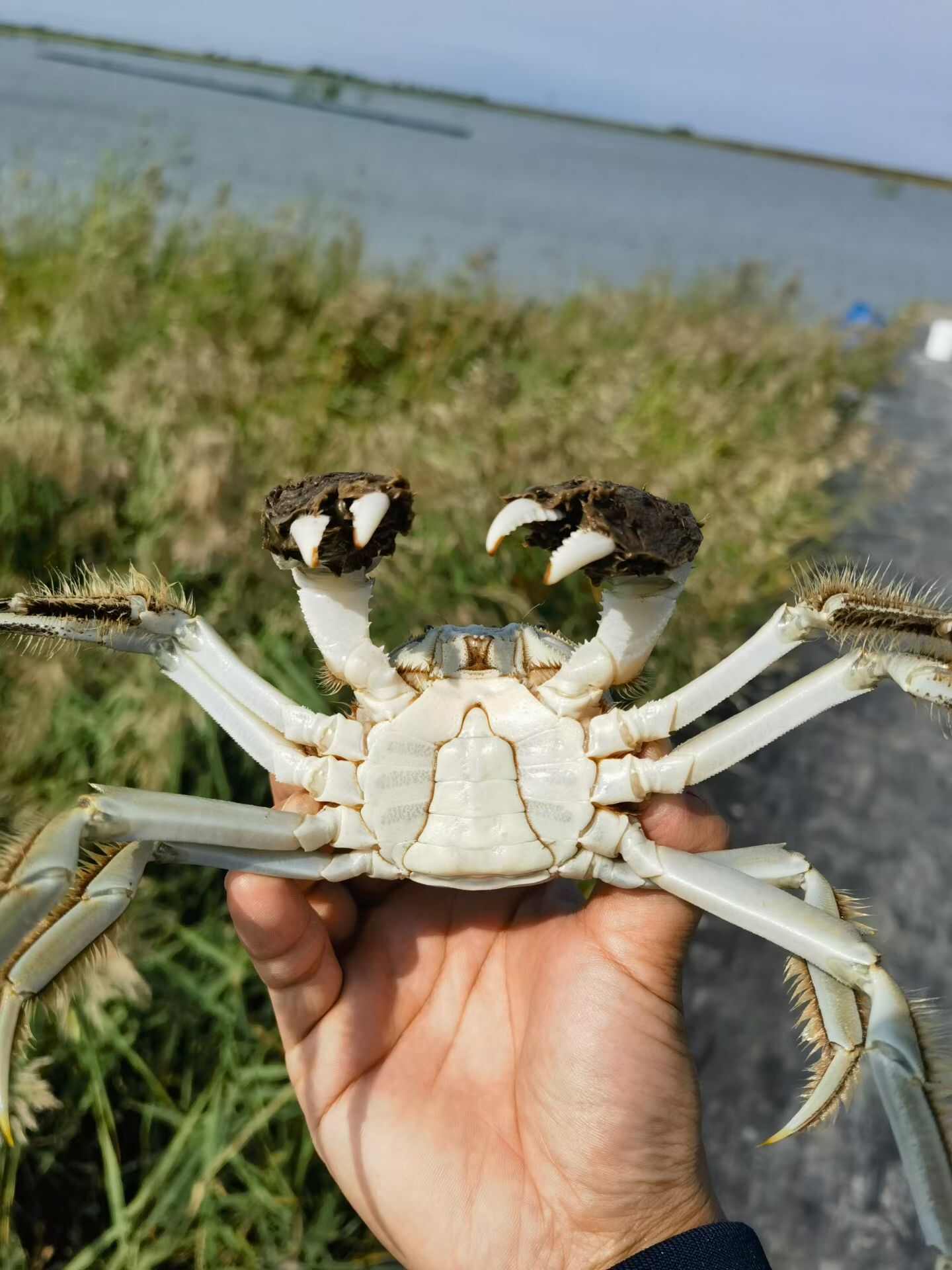 大家好 六月黄大螃蟹 大量现货