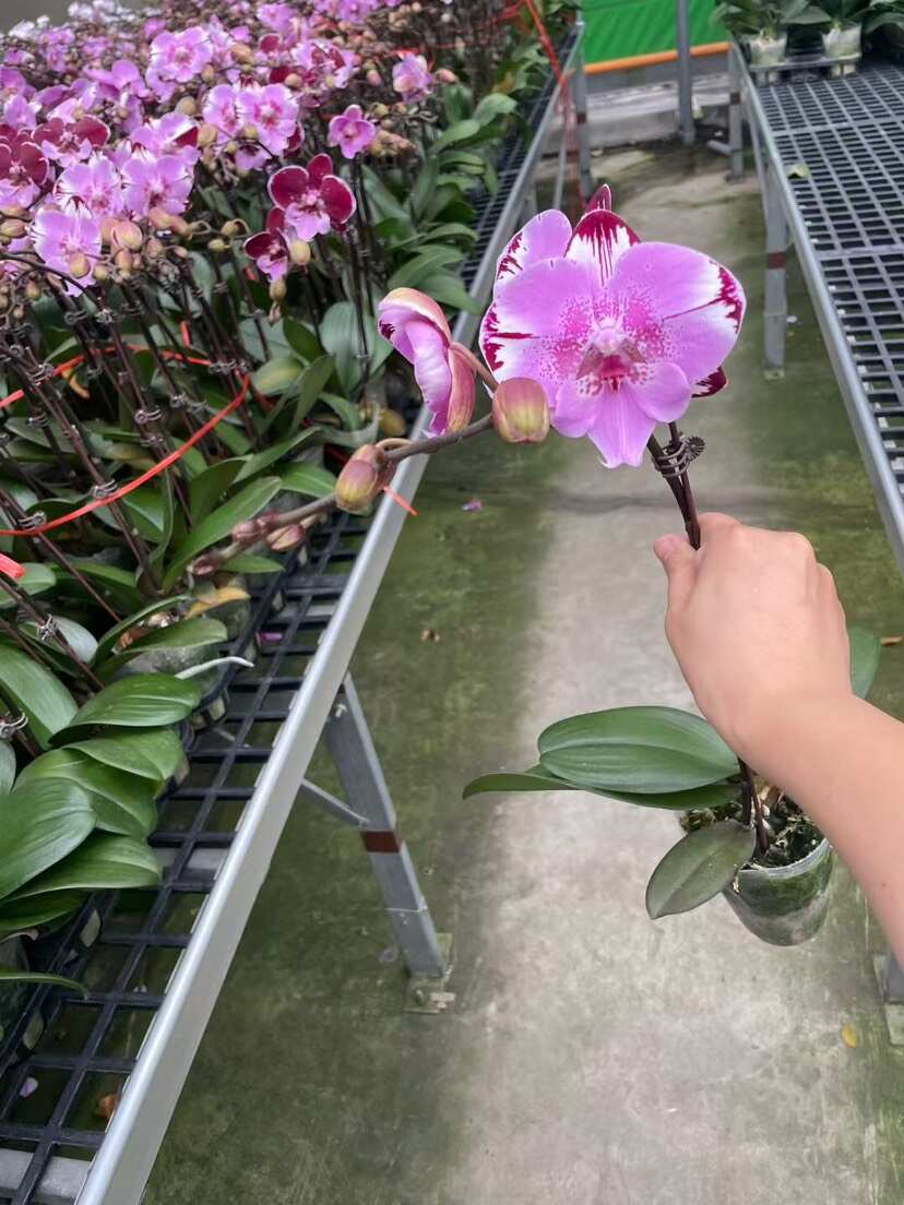 广东佛山顺德蝴蝶兰优质花卉苗木供应