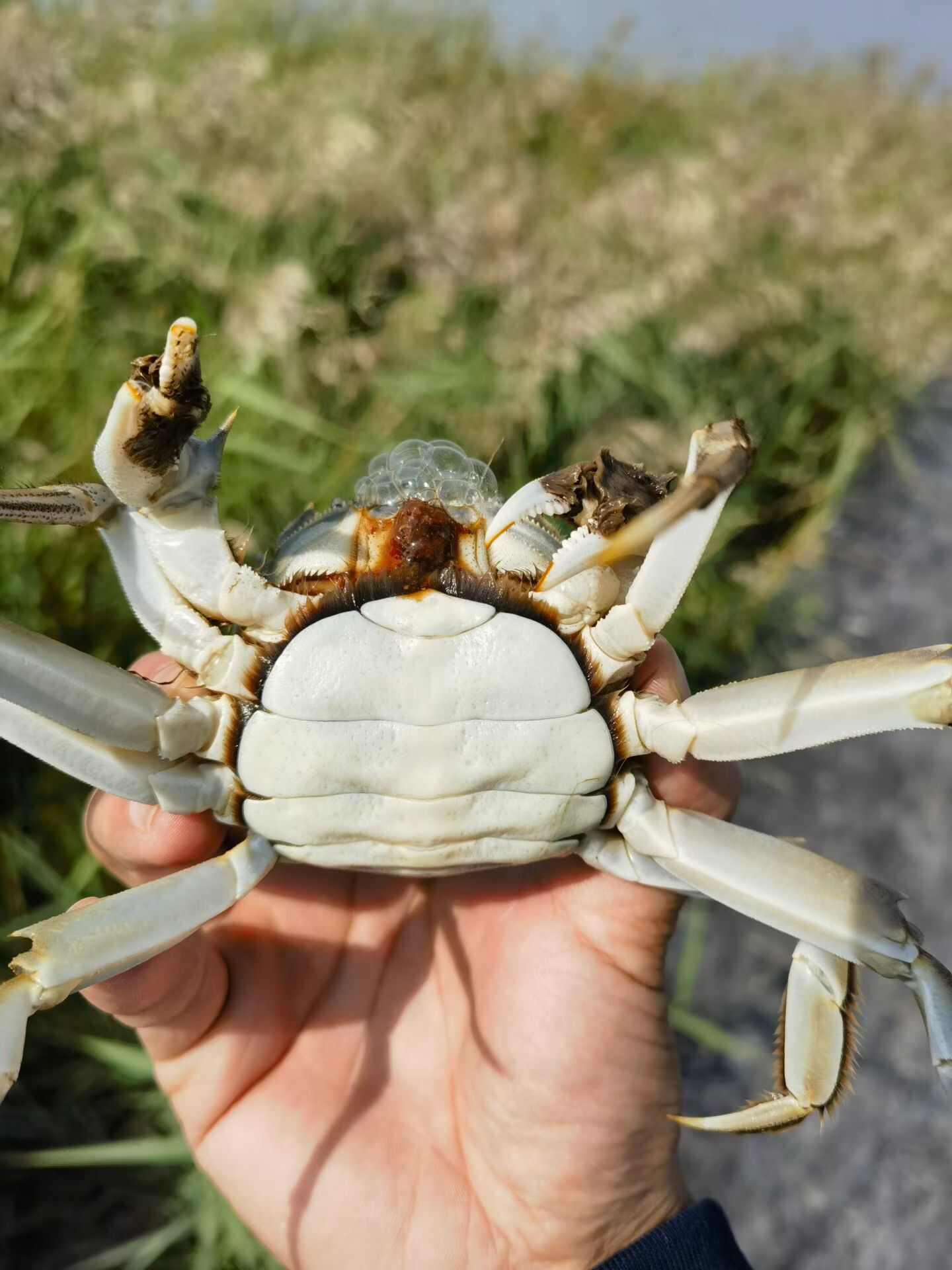大家好 六月黄大螃蟹 大量现货