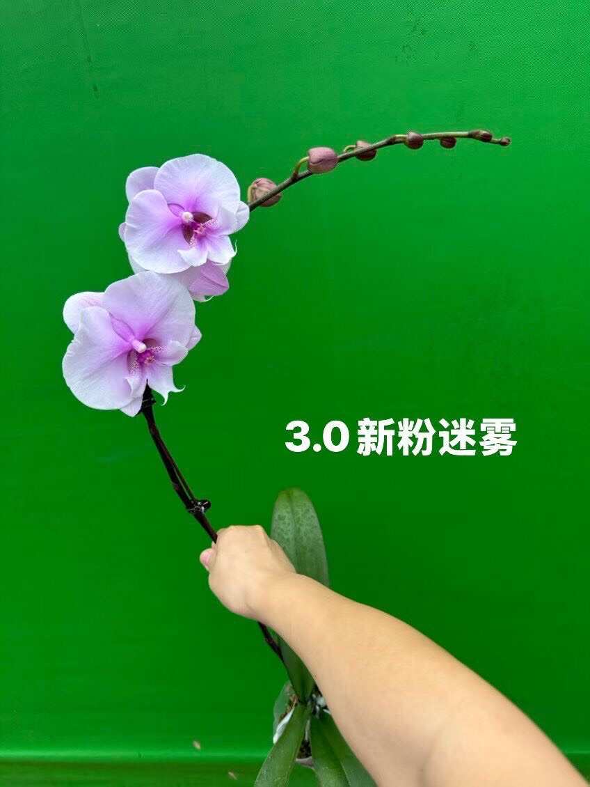 广东佛山顺德蝴蝶兰优质花卉苗木供应