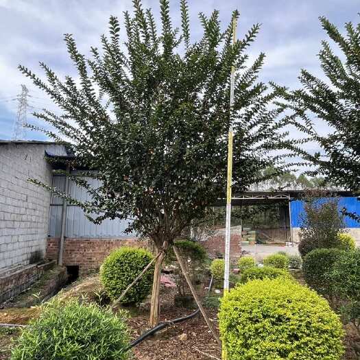 桂林精品单杆小叶紫薇，高4米，冠2.5米，大量供应