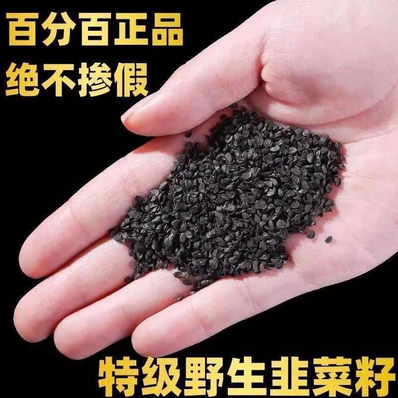 韭菜籽 正品 无硫 质量保证 诚信经营 量大从优欢迎咨询