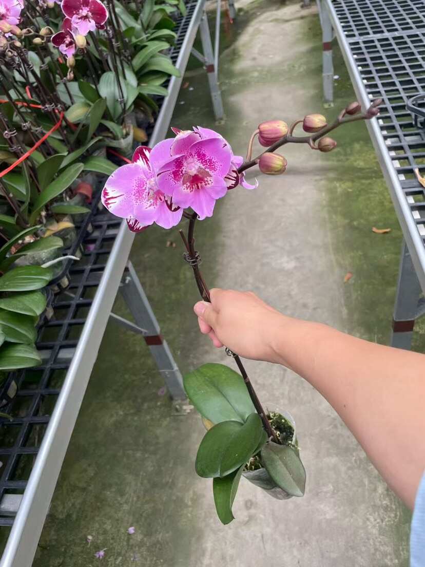 广东佛山顺德蝴蝶兰优质花卉苗木供应