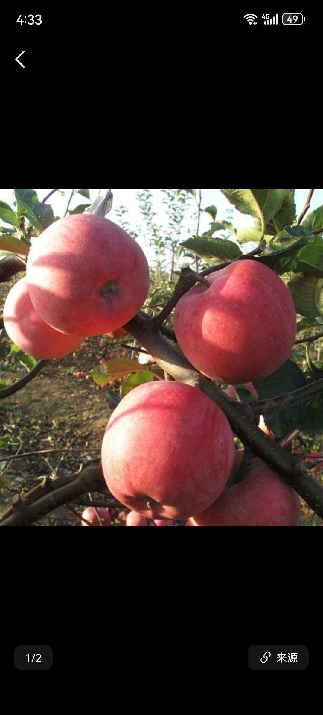 精品斗南富士80mm以上5000斤以上