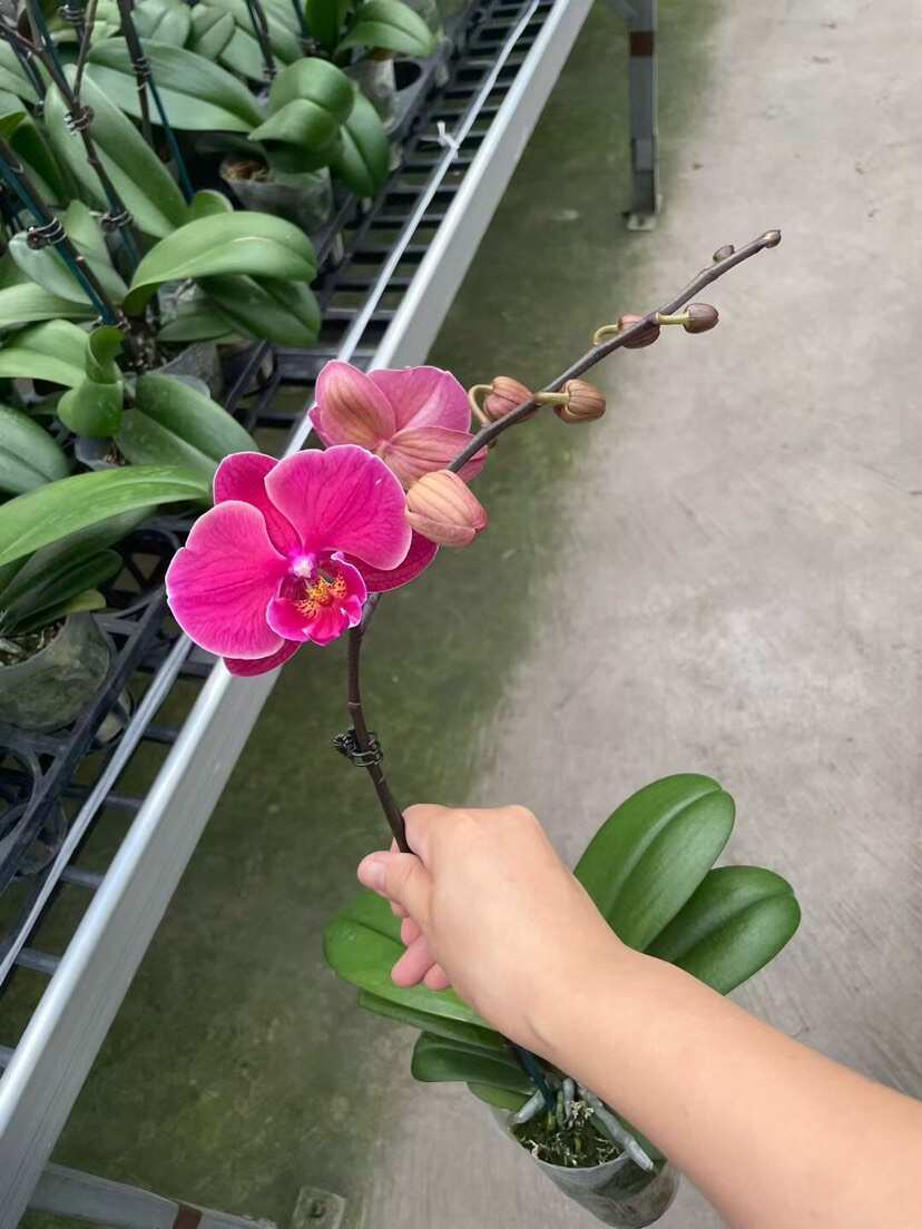 广东佛山顺德蝴蝶兰优质花卉苗木供应