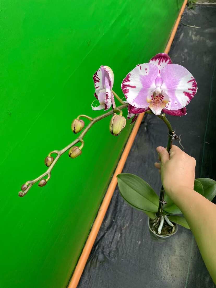 广东佛山顺德蝴蝶兰优质花卉苗木供应