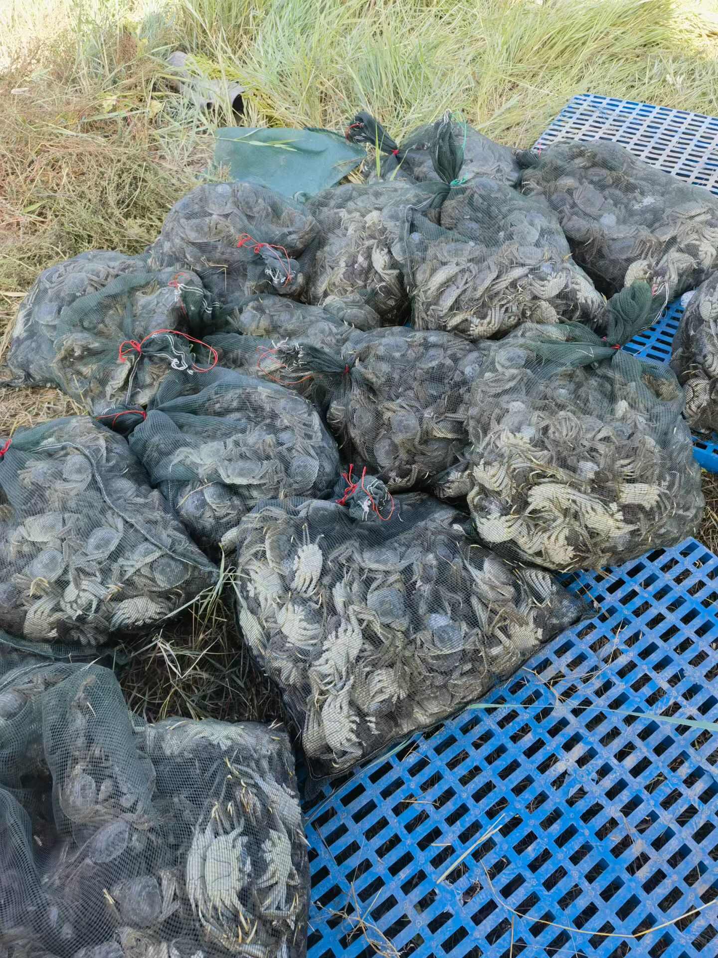 大家好 六月黄大螃蟹 大量现货