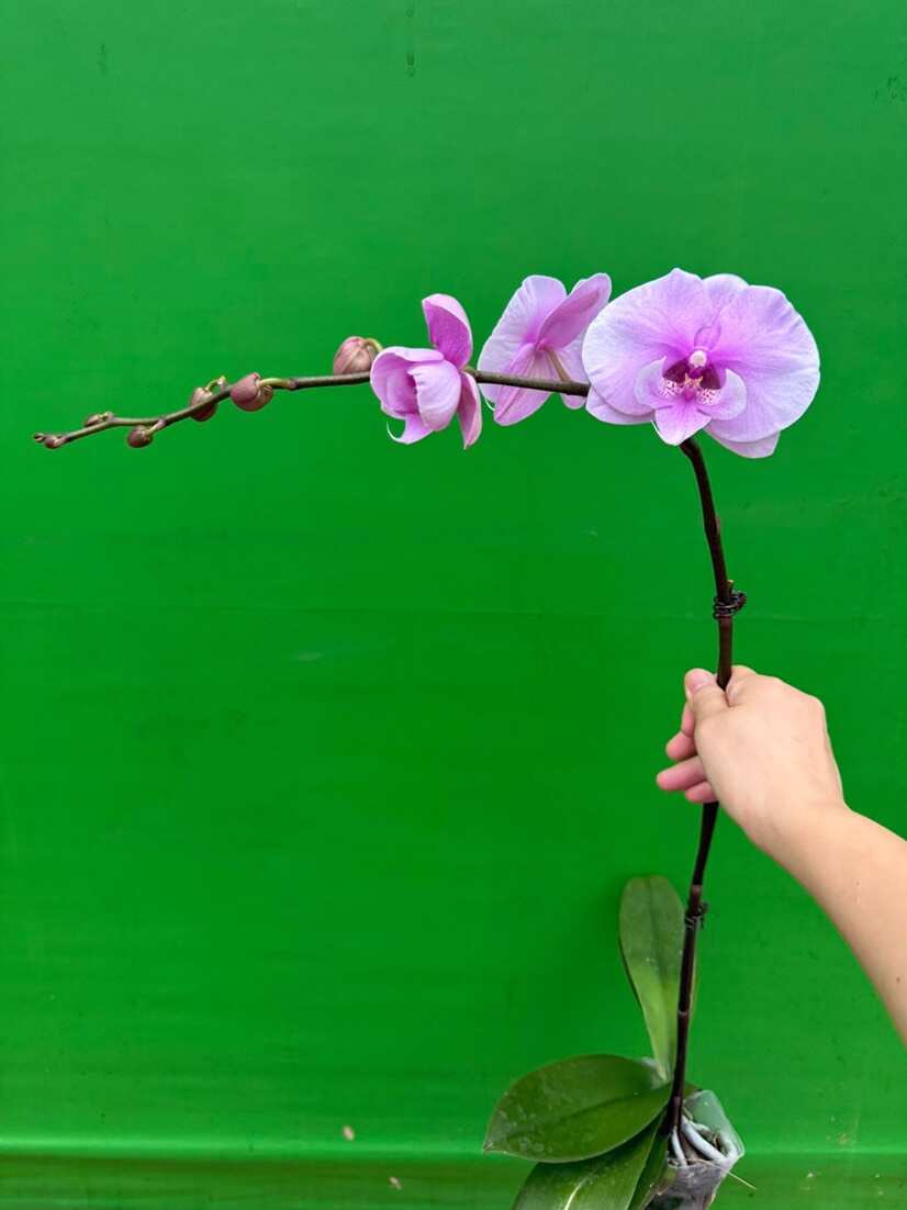 广东佛山顺德蝴蝶兰优质花卉苗木供应