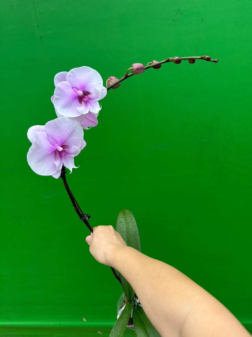 广东佛山顺德蝴蝶兰优质花卉苗木供应