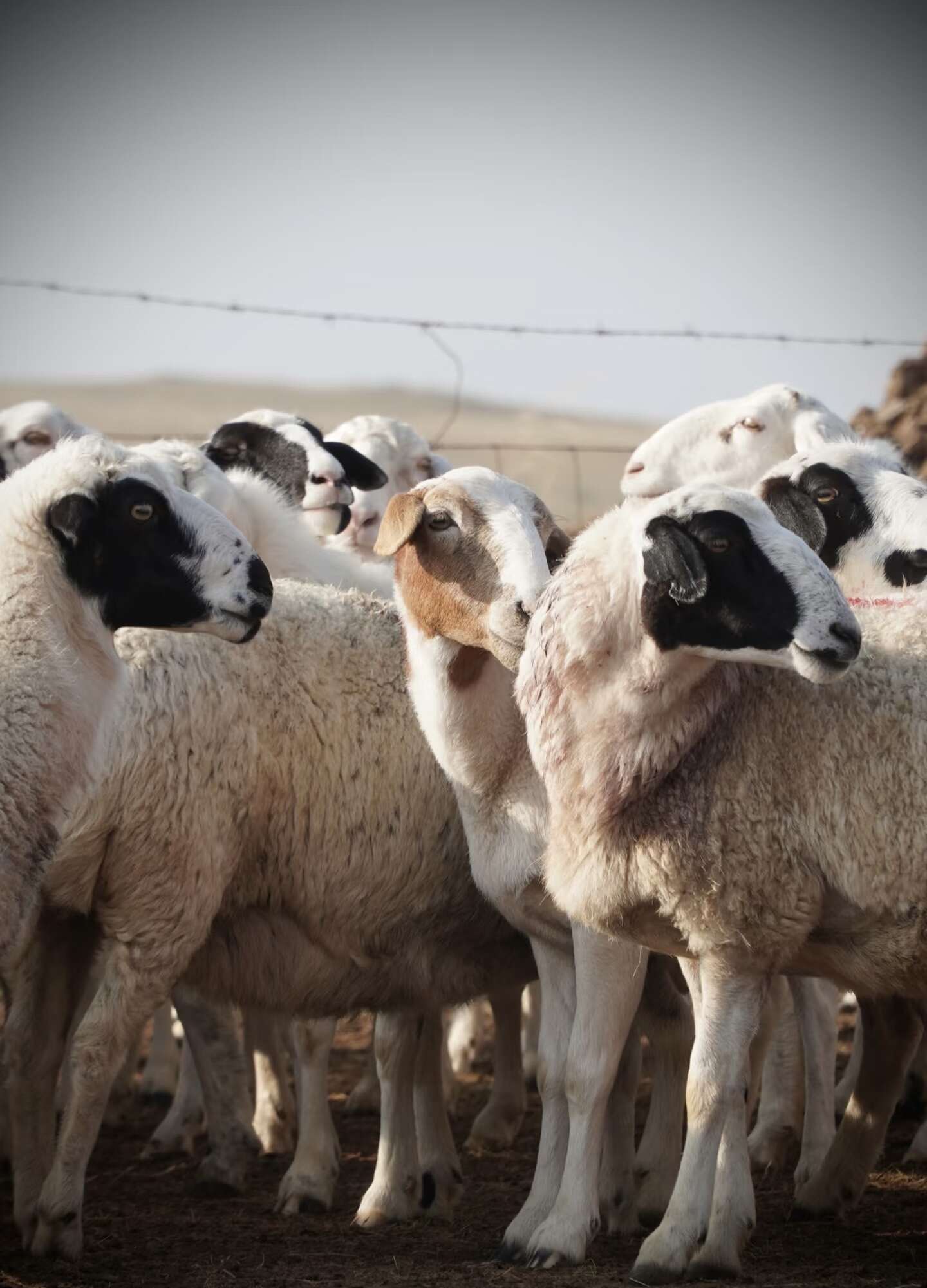 出售200只苏尼特当年羔羊