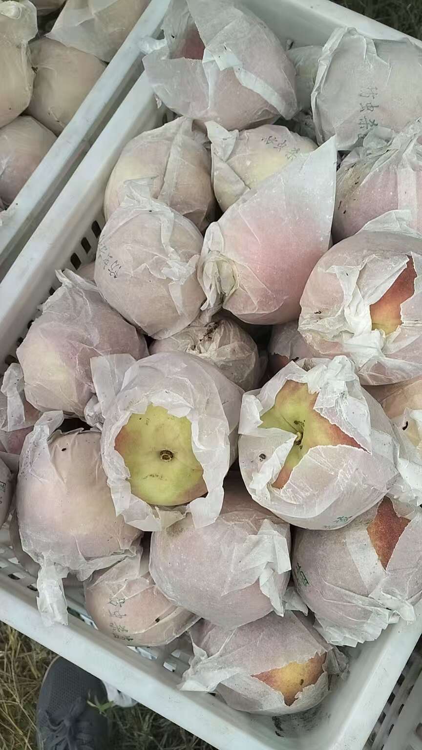 秋彤二茬果，小果三两半，到半斤的