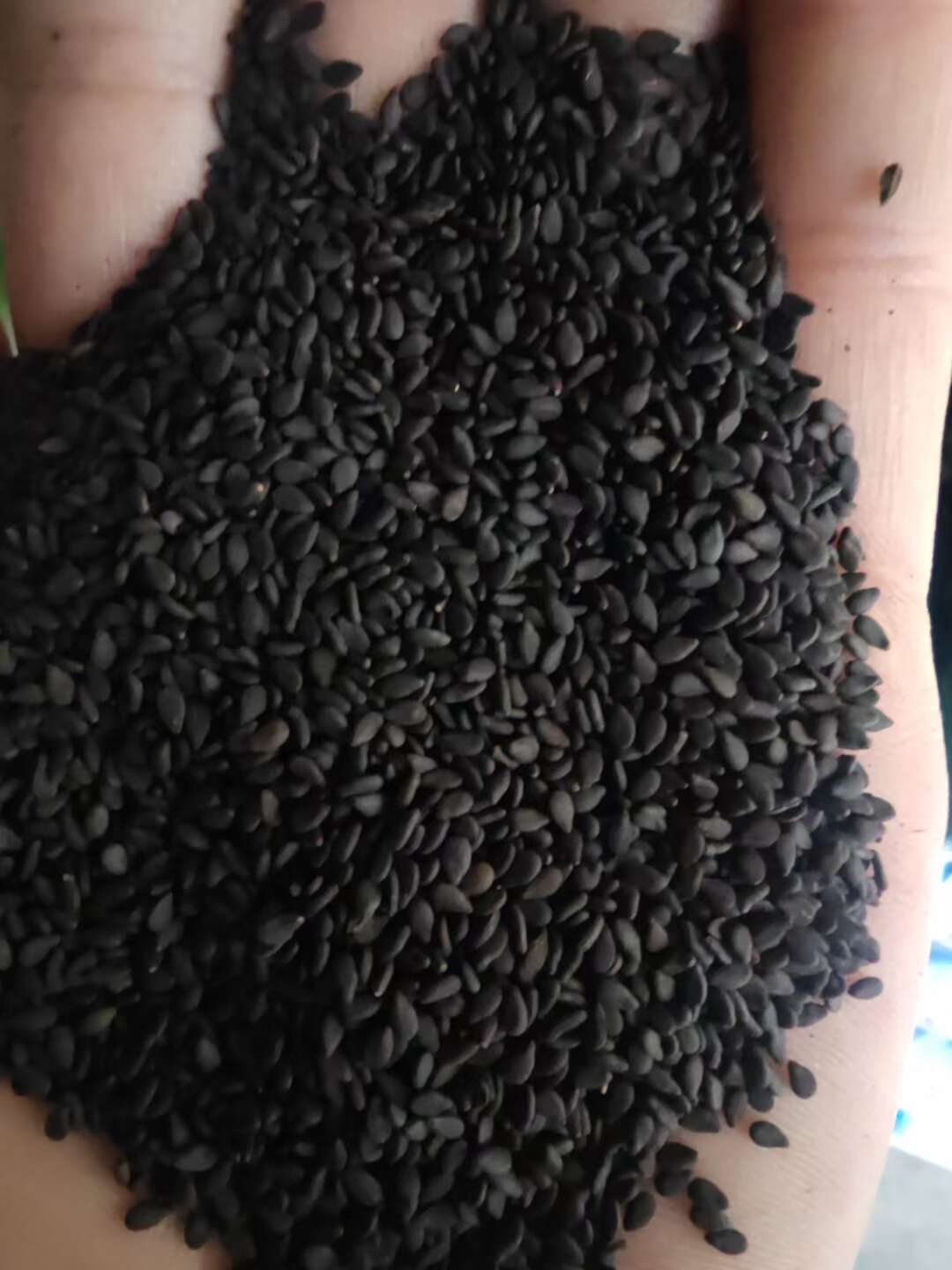 黑芝麻，生黑芝麻，熟黑芝麻等常年有货