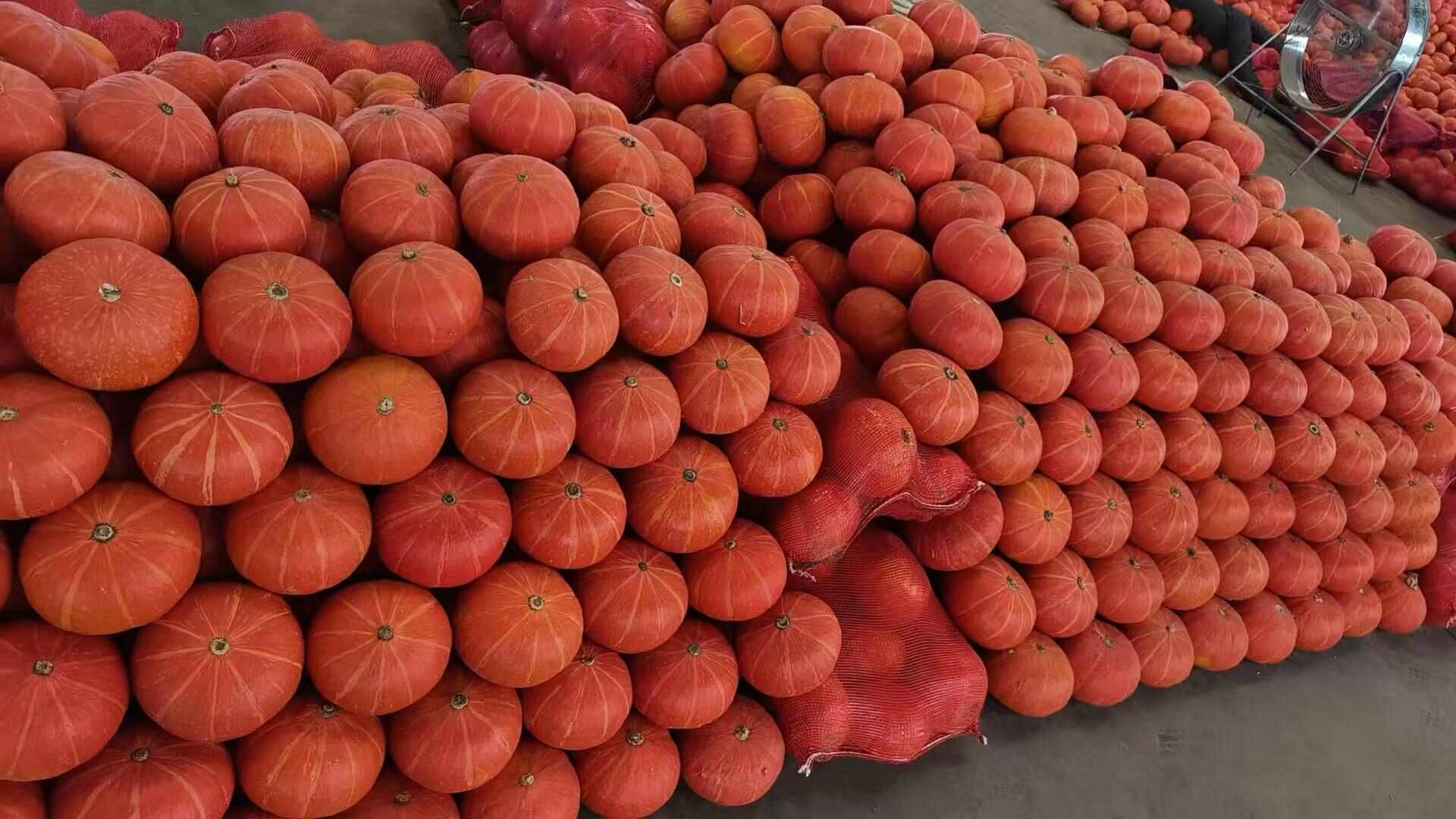 大红南瓜，装饰小南瓜，小金瓜红皮南瓜万圣节雕刻南瓜盅