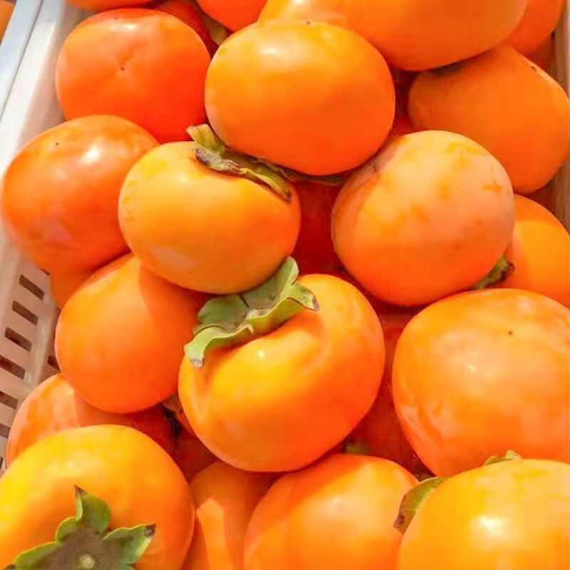 【阳丰脆柿】阳丰脆柿，可一件代发。可走整车。可代办