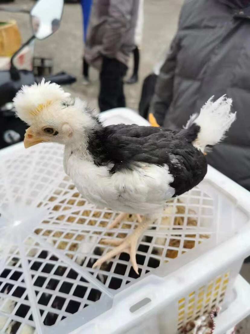 莘县半大贵妃鸡苗脱温贵妇鸡苗观赏鸡苗注射疫苗发货
