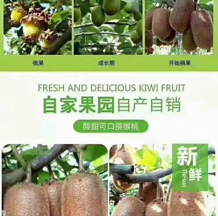修文贵长猕猴桃