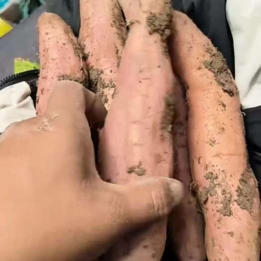 冰糖心，白哈密大量现货