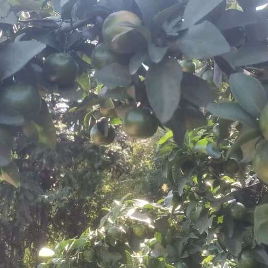赣州金秋沙糖桔