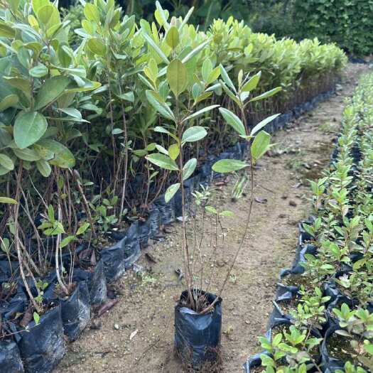 桃金娘树苗 多莲 岗稔 稔子 山稔 山菍 豆稔 乌肚子树苗