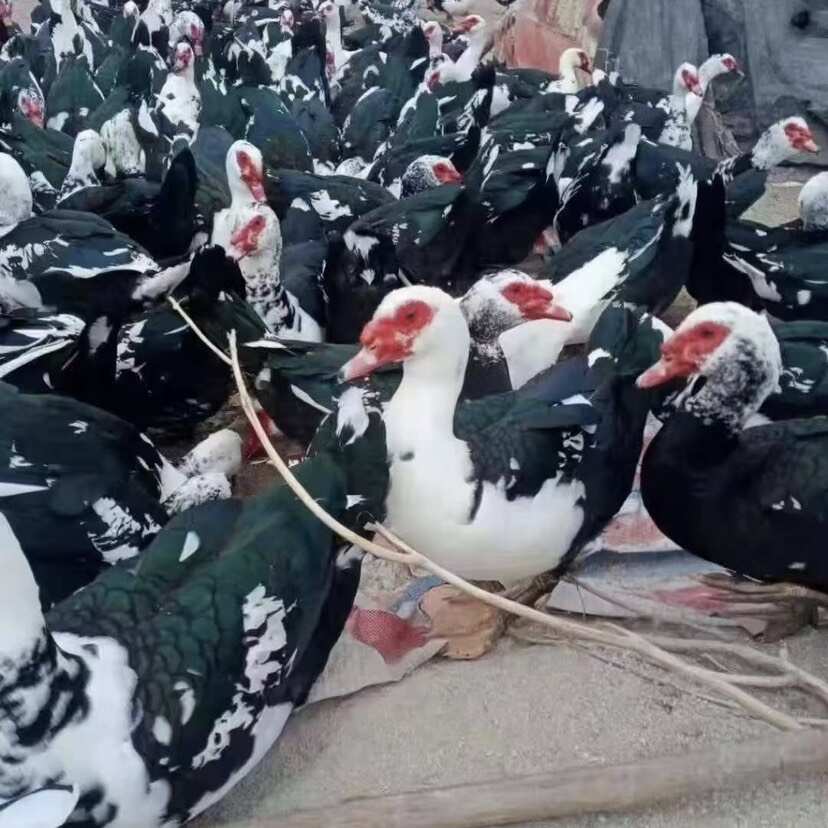 大种番鸭苗花番鸭苗鸳鸯鸭苗红脸鸭苗~州注射疫苗发货