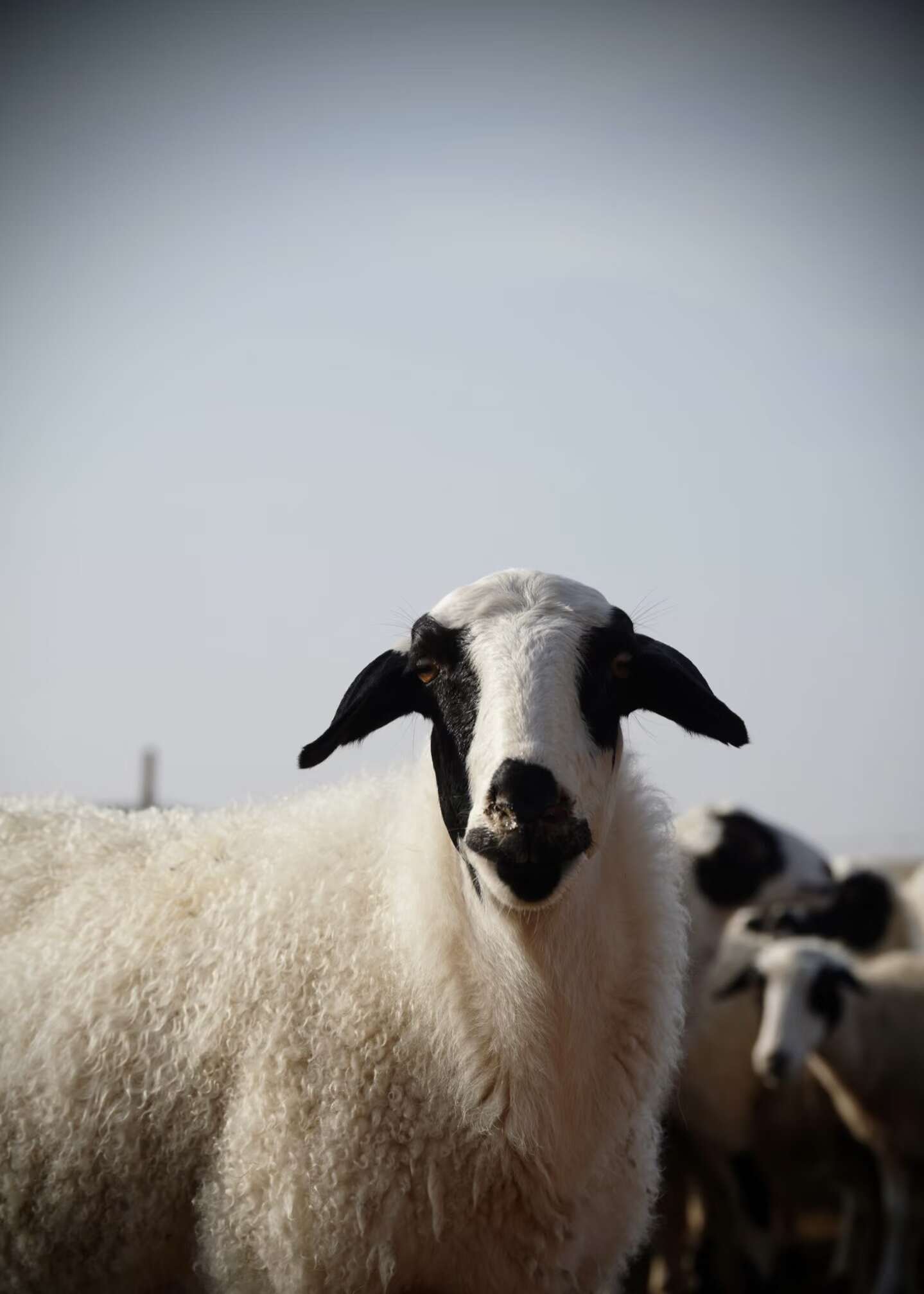 出售200只苏尼特当年羔羊